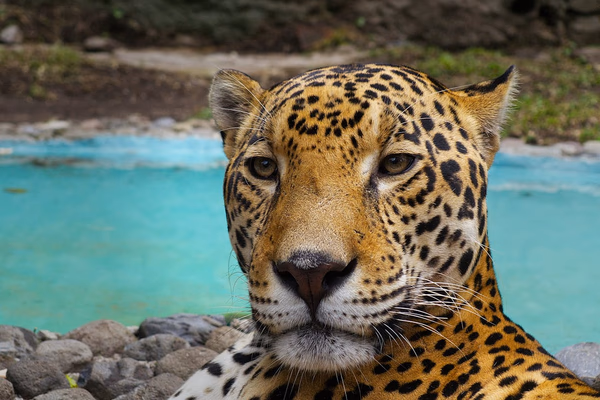 Descoperind Edinburgh: Orașul Contrastelor și Frumuseții Veșnice