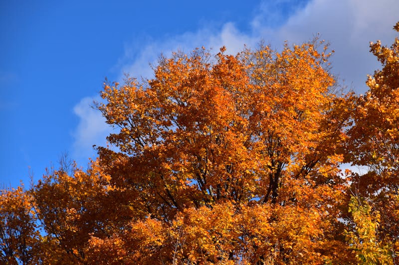 Strada pavată Royal Mile